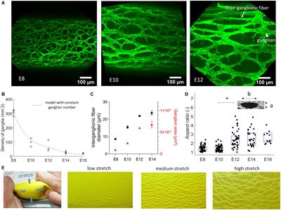 How Smooth Muscle Contractions Shape the Developing Enteric Nervous System